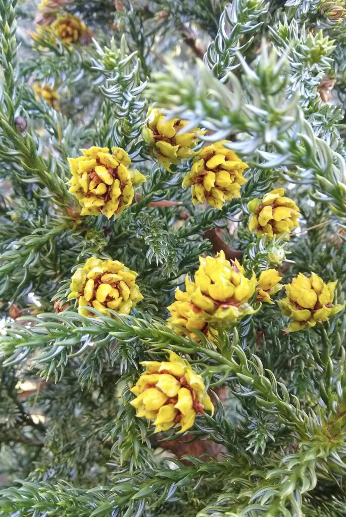 King Billy Pine (Athrotaxis selaginoides) LR