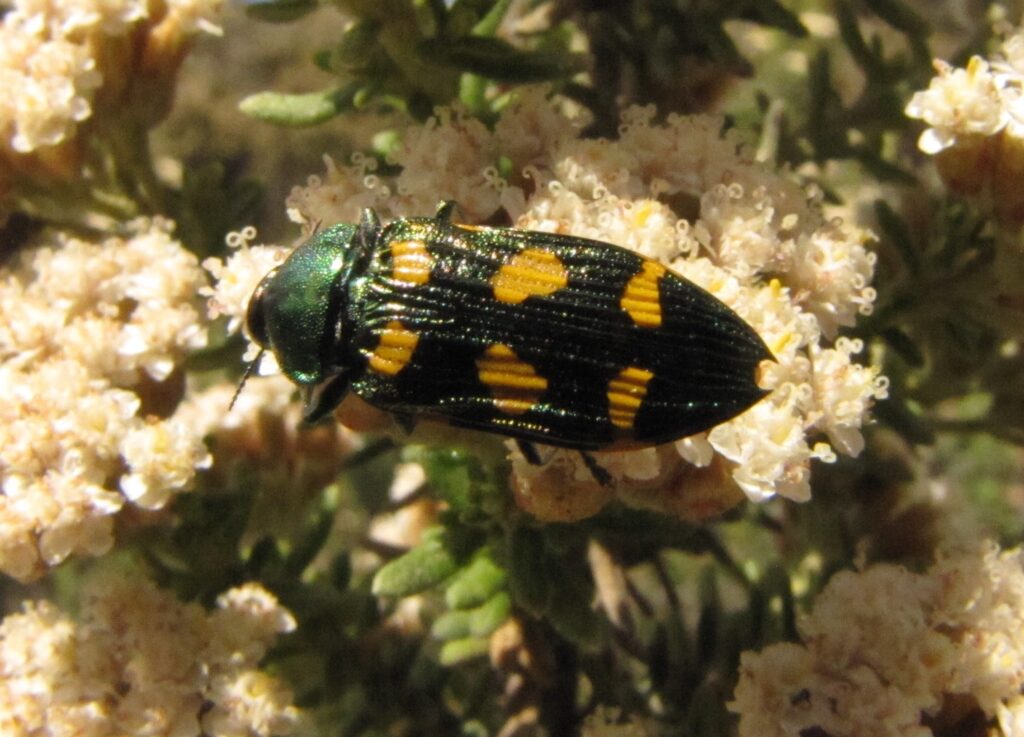 Castiarina insculpta, the Miena Jewel beetle on its host plant Ozothamnus hookeri