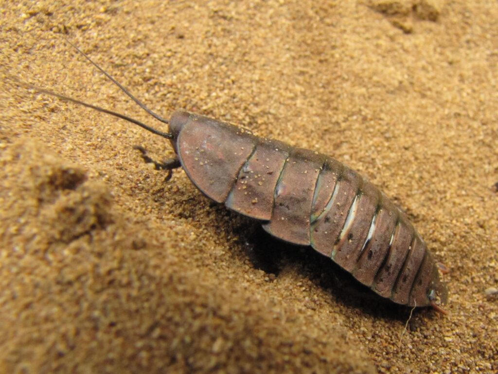 Golden Cockroach Polyzosteria sp another species discussed by Karen Richards
