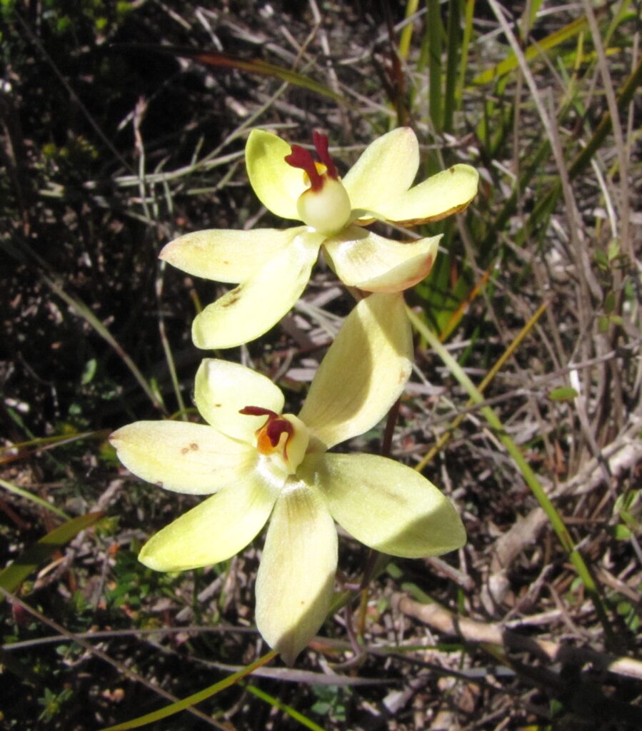 Orchid Thelymitra antennifera Rabbit ears (LB)
