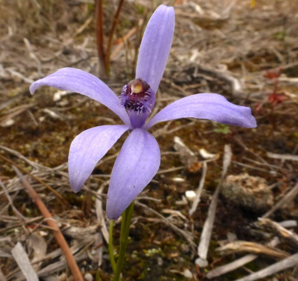 Orchid: Pheladenia deformis (LB)