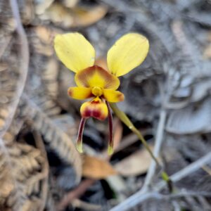 Diuris orientis - Eastern Wallflower - Ansons Bay (RC)