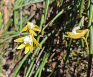 Dockrillia striolata ssp chrysantha - Streaked Rock Orchid - Ansons Bay (RC)