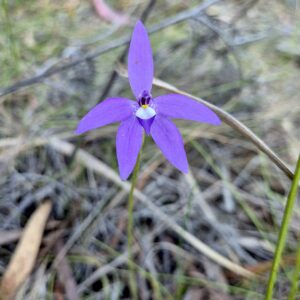 Glossidia major - Wax-lip Orchid - Ansons Bay (RC)