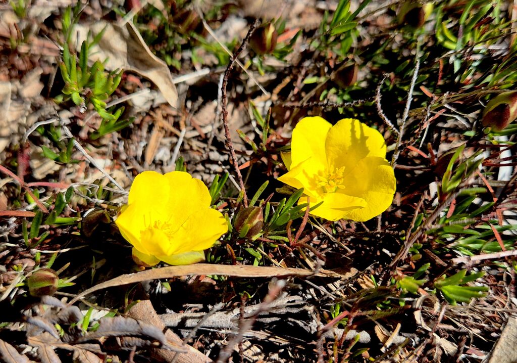 Hibbertia procumbens - Spreading Guinea Flower - Ansons Bay (RC)