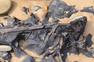 Fossilised tree remains (LG)