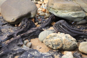 Fossilised tree remains (LG)