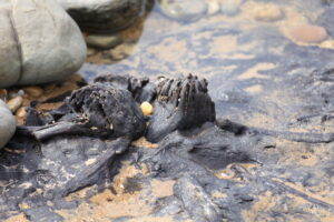 Fossilised tree remains (LG)
