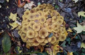 Hypholoma fasciculare seen at Winnaleah (LR)