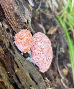 Slime mold Tubifera ferruginosa (PR)