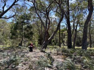 Orchid spotters at Ansons Bay (PR)