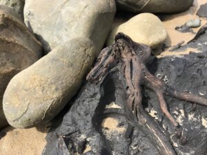 Fossilised tree remains (LG)