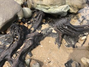 Fossilised tree remains (LG)