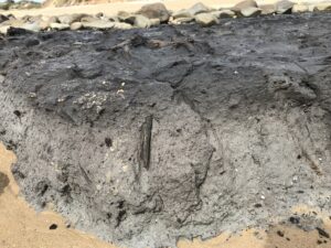 Fossilised tree remains (LG)