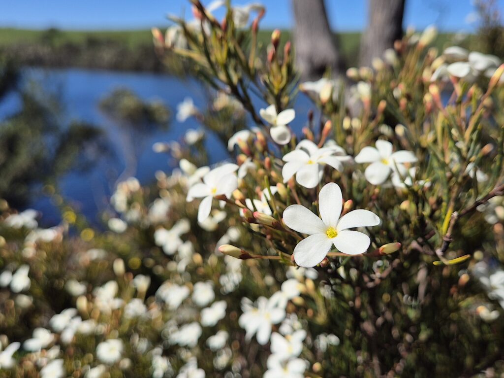 Ricinocarpus pinifolius - Wedding Bush - Ansons Bay (RC)