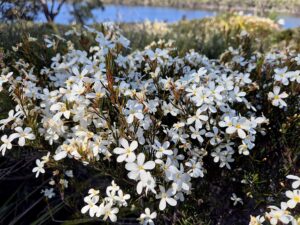 Ricinocarpus pinifolius - Wedding Bush - Ansons Bay (RC)