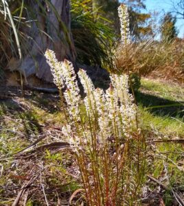 Stackhousia monogyna (creamy candles) (LR)