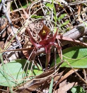 Chiloglotis triceratops (LR)