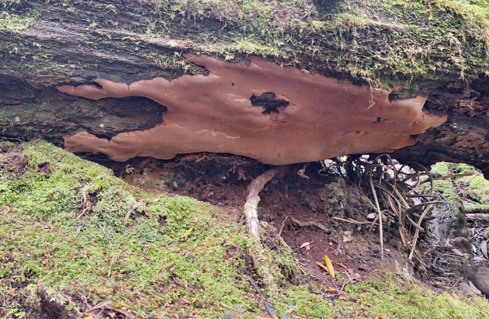 Large resupinate fungus (CB)