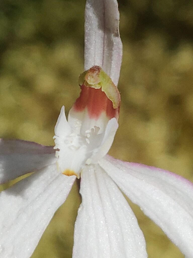 Caladenia catenata (AW)