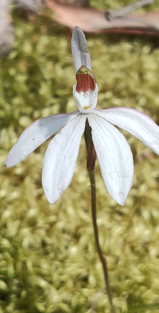 Caladenia catenata (AW)