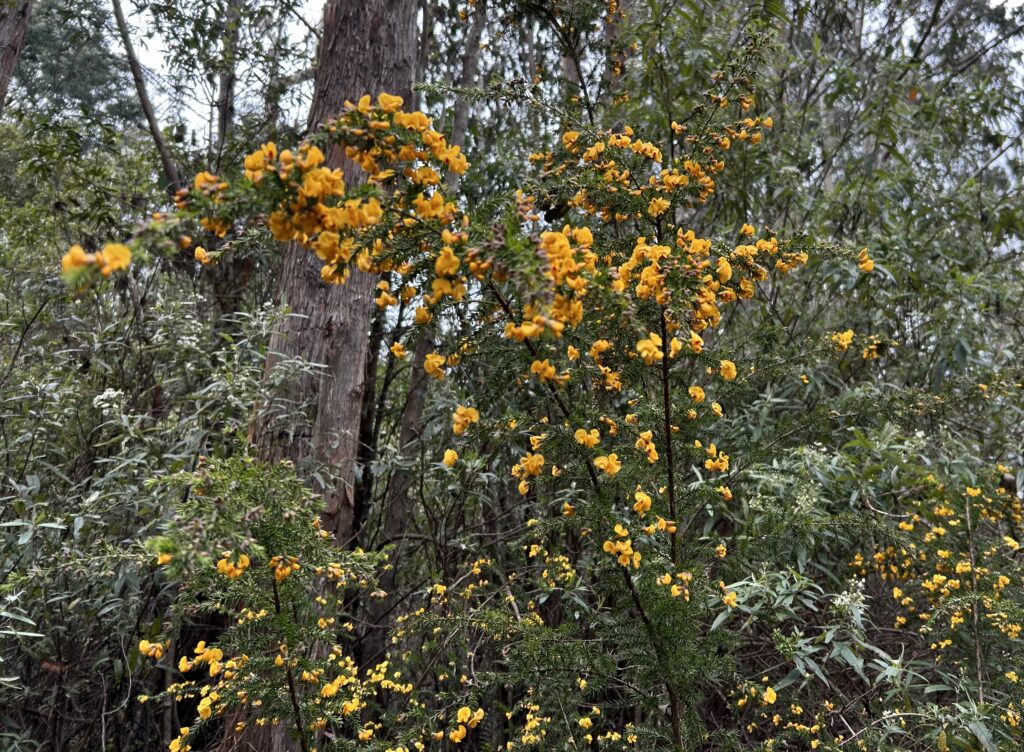 Pultenaea juniperina (PR)