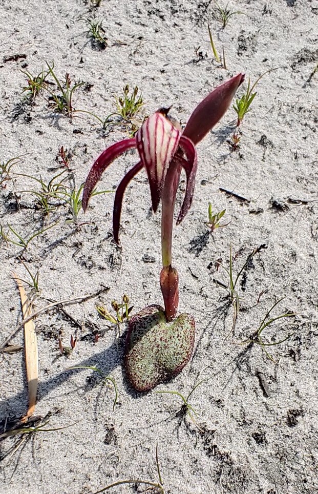 Red beak orchid seen at Waterhouse (AW)