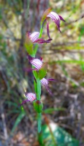 Red beak showing multiple flowers (LB)