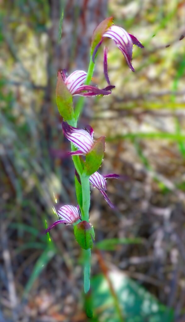 Red beak showing multiple flowers (LB)