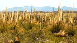 Xanthorrhoea at Waterhouse with Mt. Cameron in the background. Some flower spikes attain three metres in height.