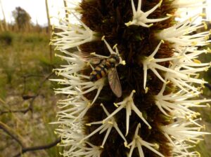 Waterhouse - a pollinator at work.