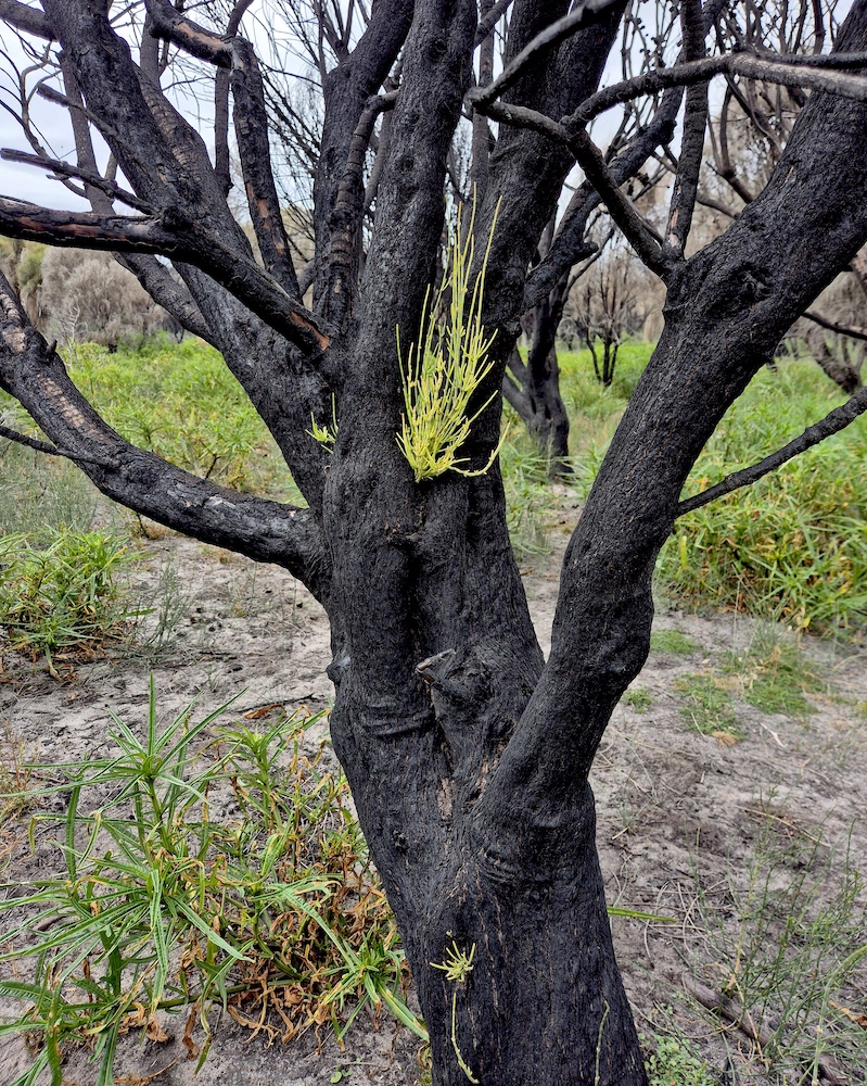 Allocasuarina verticillata - epicormic sprouting, Waterhouse (RC)