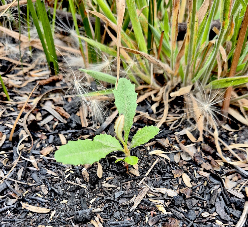Banksia marginata, Waterhouse (RC)