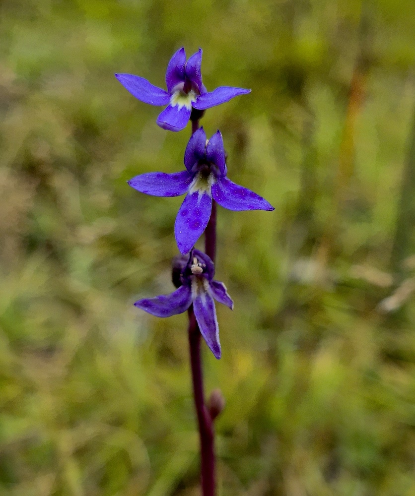 Lobelia gibbosa, Waterhouse (RC)
