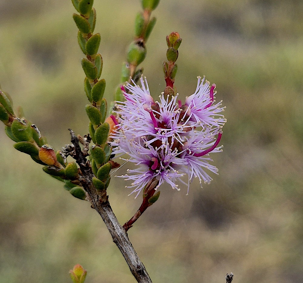 Melaleuca gibbosa, Waterhouse (RC)
