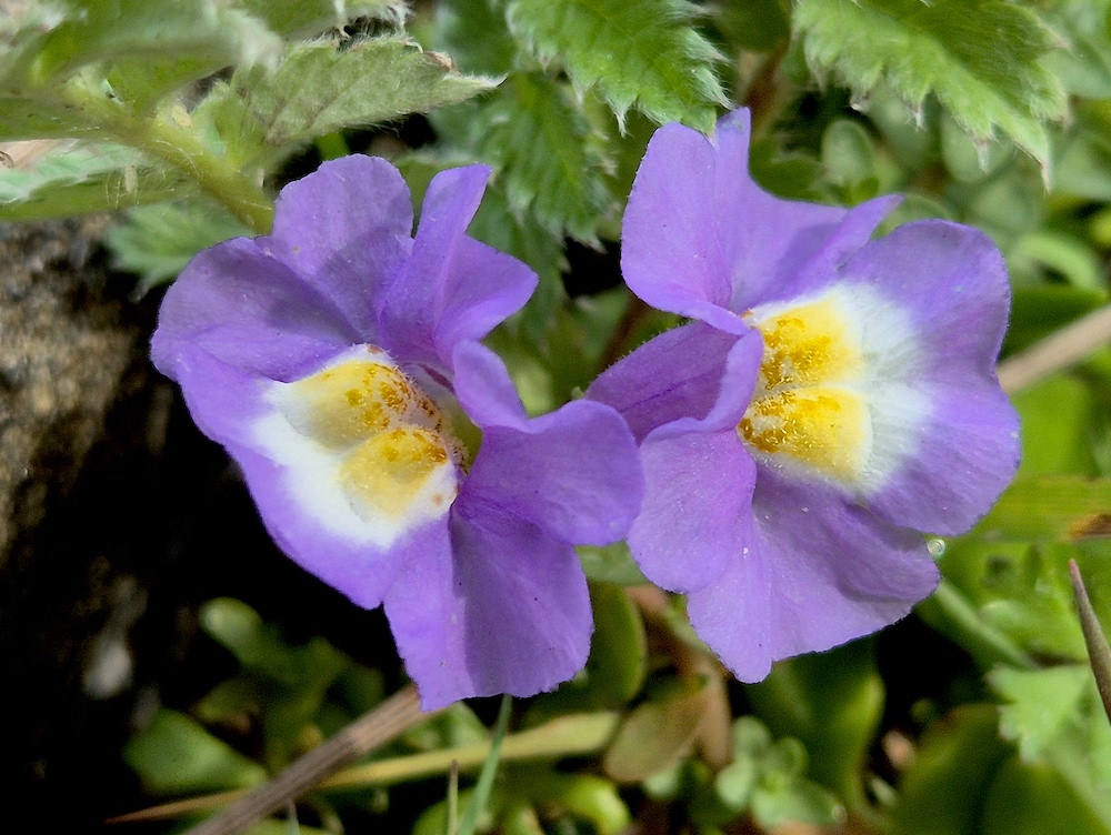 Mimulus repens - creeping monkey flower, Waterhouse (RC)