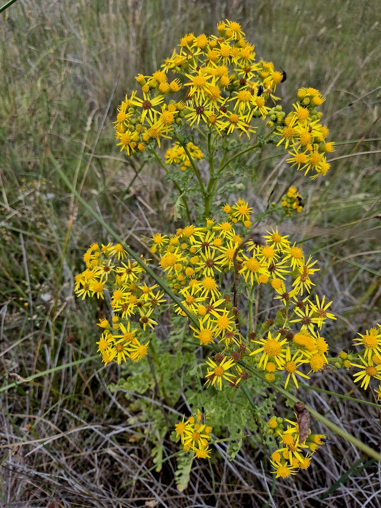 Ragwort, Waterhouse (RC)
