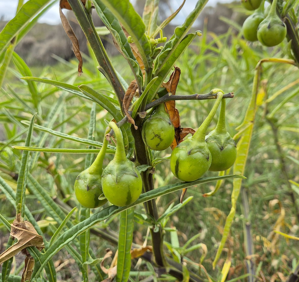 Solanum laciniatum fruit, Waterhouse (RC)