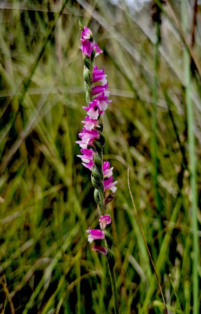 Spiranthes australis (RC)