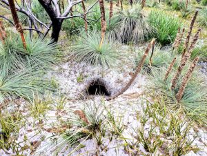 Wombat burrow, Waterhouse (RC)