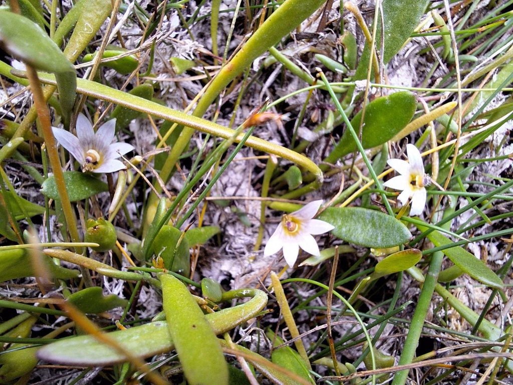 Selliera radicans, Waterhouse (CB)