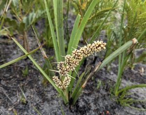 Lomandra longifolia (LB)
