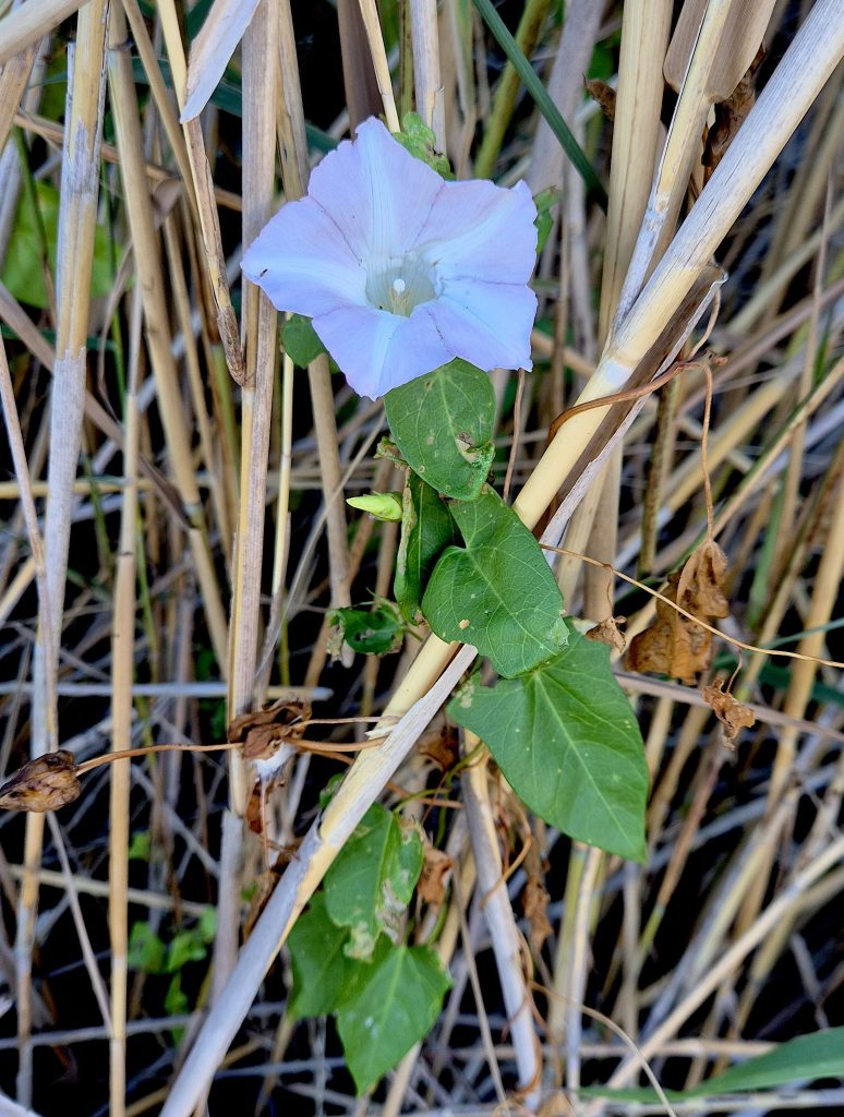 Calystegia sepium, Tamar Island Wetlands (RC)