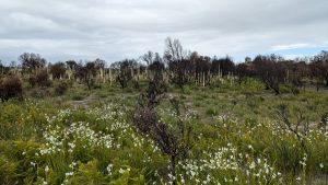 Grass trees in the background and flag iris in the foreground. November 2024 (JW)