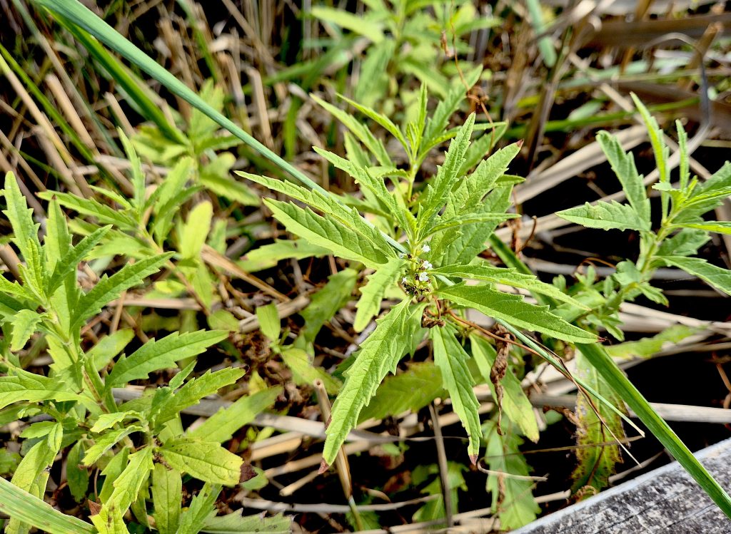Lycopus australis, Tamar Island Wetlands (RC)