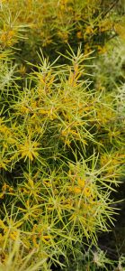 Persoonia juniperina (F.F.)