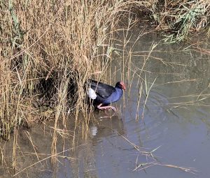 Purple Swamphen, Tamar Islands Wetlands (RC)