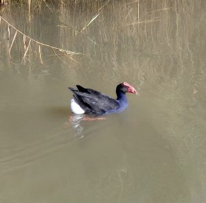 Purple Swamphen, Tamar Island Wetlands (RC)