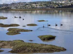 Tamar Island wetlands (RC)