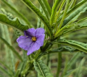 The kangaroo apple is colonising the burnt she-oak forest (RC)